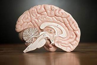 睡眠不好容易脑萎缩？