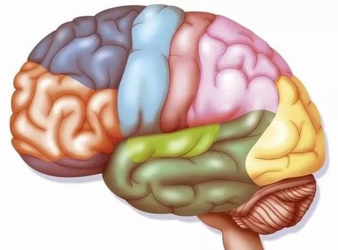 左脑萎缩不同时期的表现