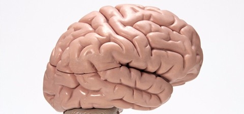 老年人注意三点预防脑萎缩