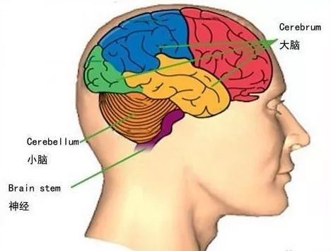 经颅磁刺激仪能治好大脑萎缩吗